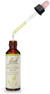 Natur Bach Center Ess Chestnut 20ml